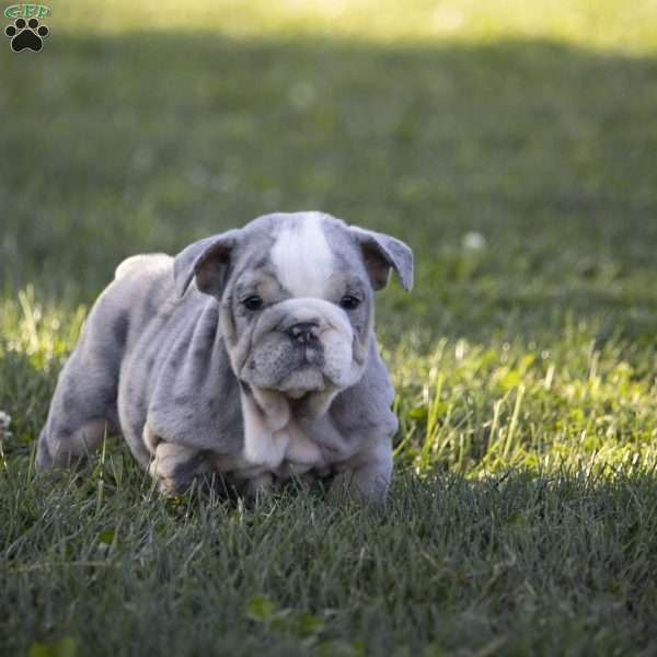 Clark, English Bulldog Puppy